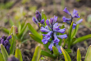 purple hyacinth in garden.selective focus. Symbol of first spring plants, seasons, weather, new beginnings