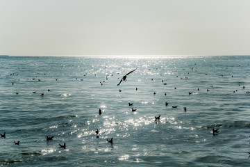 seagulls in a sunny day on sea waves
