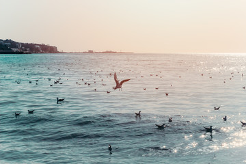 seagulls on  sea waves retro sunnytoned