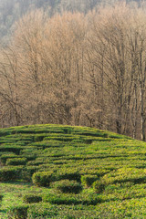 tea plantation in Matsesta ,Sochi, Russia