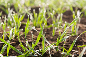 Young wheat seedlings growing