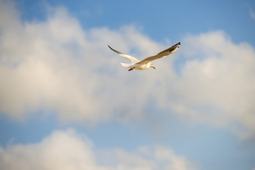black headed gull flying deep over the Baltic sea