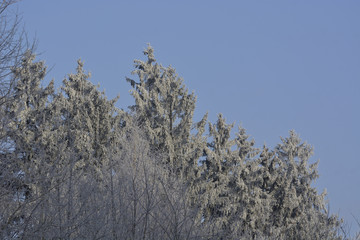 hoarfrost