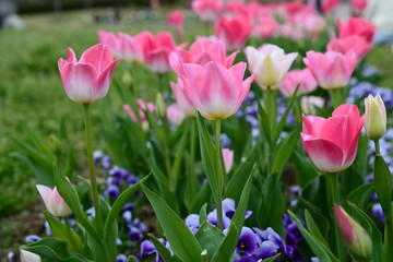 ピンクのチューリップ