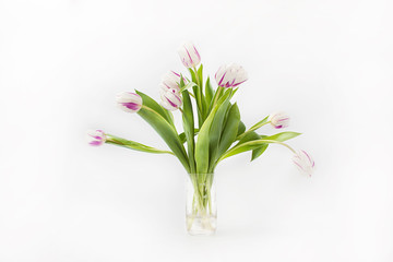 spring flowers on a white background in the studio. tulips