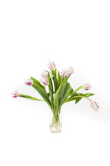 spring flowers on a white background in the studio. tulips
