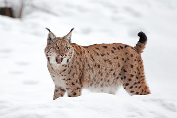 Fototapeta premium Eurasian lynx, lynx lynx, Germany