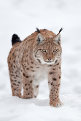Eurasian lynx, lynx lynx, Germany