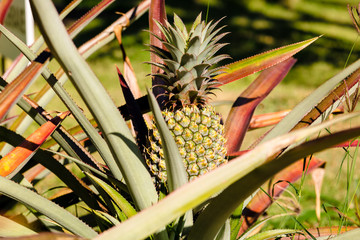Ananas - Ile de la Réunion