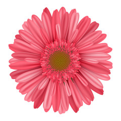 Separate gerbera daisy flower from top. Realistic vector illustration isolated on white, for nature and sprung design - obrazy, fototapety, plakaty