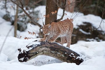 Eurasian lynx, lynx lynx, Germany