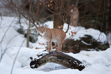 Eurasian lynx, lynx lynx, Germany