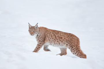 Eurasian lynx, lynx lynx, Germany © prochym