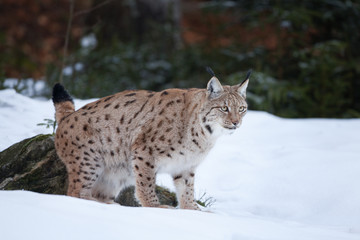 Eurasian lynx, lynx lynx, Germany