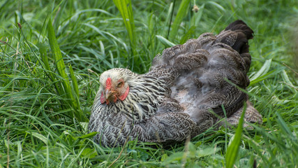 Huhn