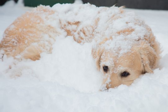 Golden Retriever Sleeping On Snow