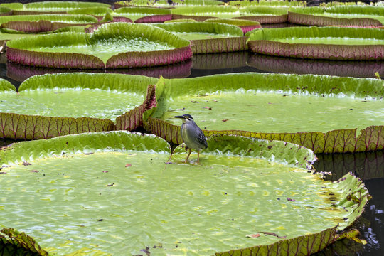 A Bird Resting On The Big Royal Lotus In A Botanical Garden On Mauritius Island