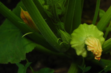 Cucurbita pepo, patisson