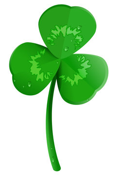 Green shamrock clover leaf with dew drops. Lucky trefoil symbol of St. Patrick's Day