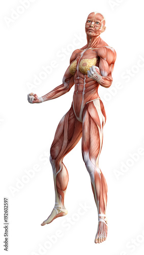 female anatomy figure