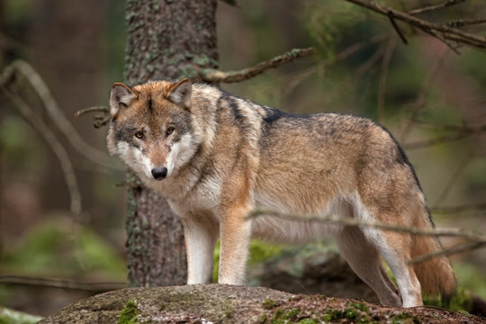 gray wolf, grey wolf, canis lupus