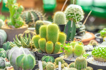 The group of colorful tiny cactus in the garden with the natural light by close up style.