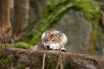 gray wolf, grey wolf, canis lupus