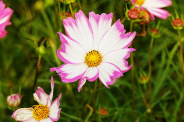 Cosmos flowers