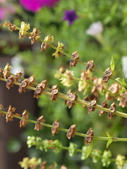 スイ-トバジルの穂