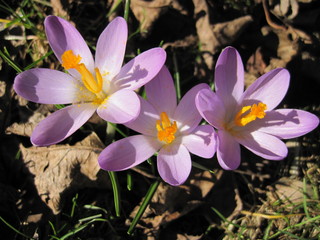 Drei Krokusse lila Blüten auf Laub macro