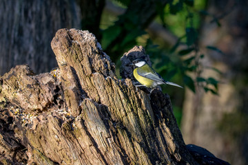 Great Tit (Parus major) on tree trunk in autumnal sunlight