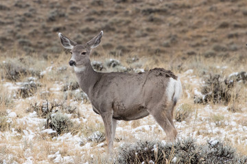 Elk (deer) in Yellowstone National Park