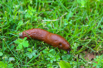 Nacktschnecke kriecht durch das Gras