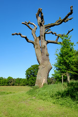 Fototapeta na wymiar Alter kahler Baum im Park