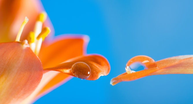 Fototapeta a flower detail wiht a big rain drop - macro photo
