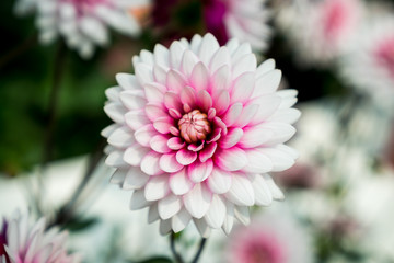 White lotus in foreground focus