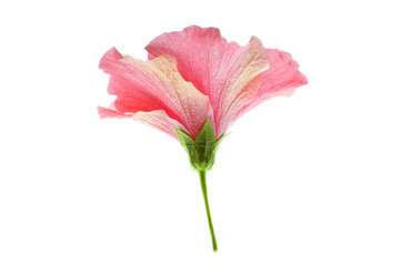 Isolated pink hibiscus flower, a side view photo of pink hibiscus isolated on white bright light background, florals in plantae kingdom, flowering plant, pink flowerer, flower stem, flower petals