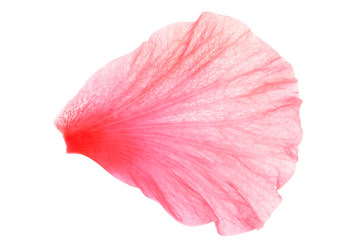 Fototapeta premium Isolate pink hibiscus or chinese rose petal, close up photo image of single pink hibiscus/chinese rose petal isolated on white background present a detail of pink hibiscus/chinese rose petals pattern