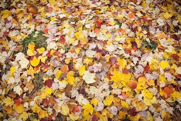 The ground covered with mostly yellow and brown autumn leaves.