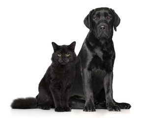 Cat and dog together on white