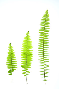 Green fern are growing up look like a green graph sign of good environment has a growing up rate with concept good green environment is increasing in world environment day