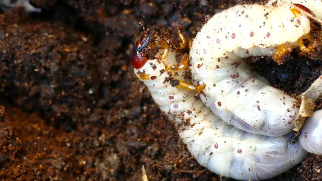 several larvae of the bark beetle, rummaging in sawdust trying to hide.