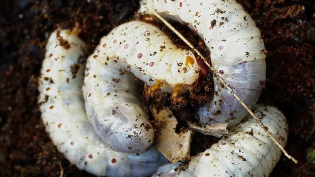 several larvae of the bark beetle, rummaging in sawdust trying to hide.