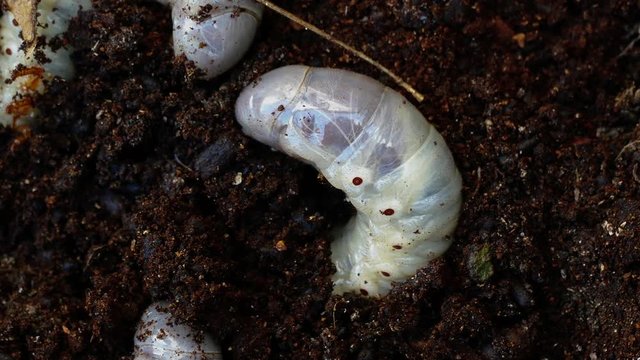 several larvae of the bark beetle, rummaging in sawdust trying to hide.