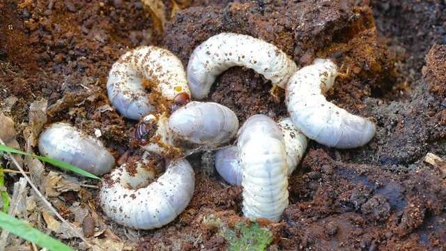 several larvae of the bark beetle, rummaging in sawdust trying to hide.