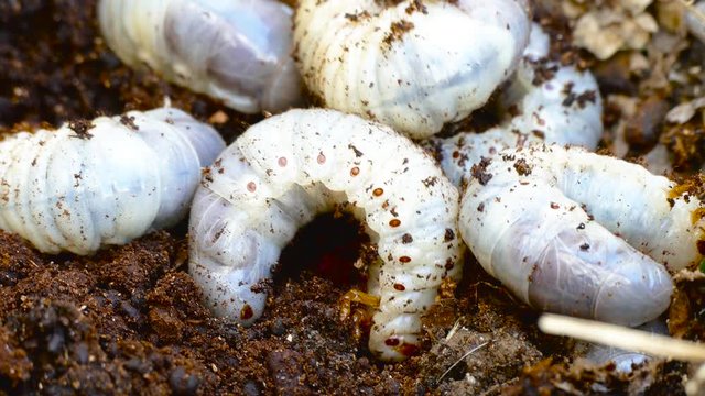 bark beetle larvae, fearfully try to hide