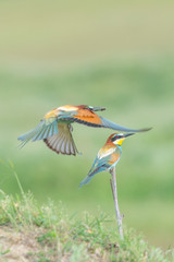 Couple of European bee-eaters (Merops Apiaster) the male is bringing an insect as part of the mating ritual