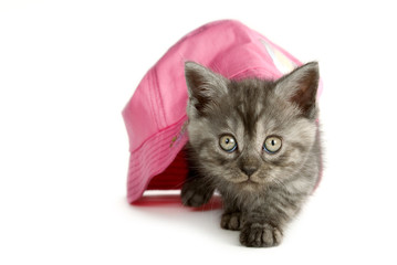 Graues Kätzchen krabbelt unter einem Hut hervor isoliert auf weißem Hintergrund