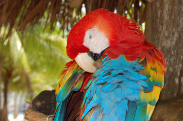 portrait de ara peroquet © Miranda