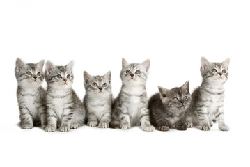 Mehrere grau getigerte Kätzchen isoliert auf weißem Hintergrund